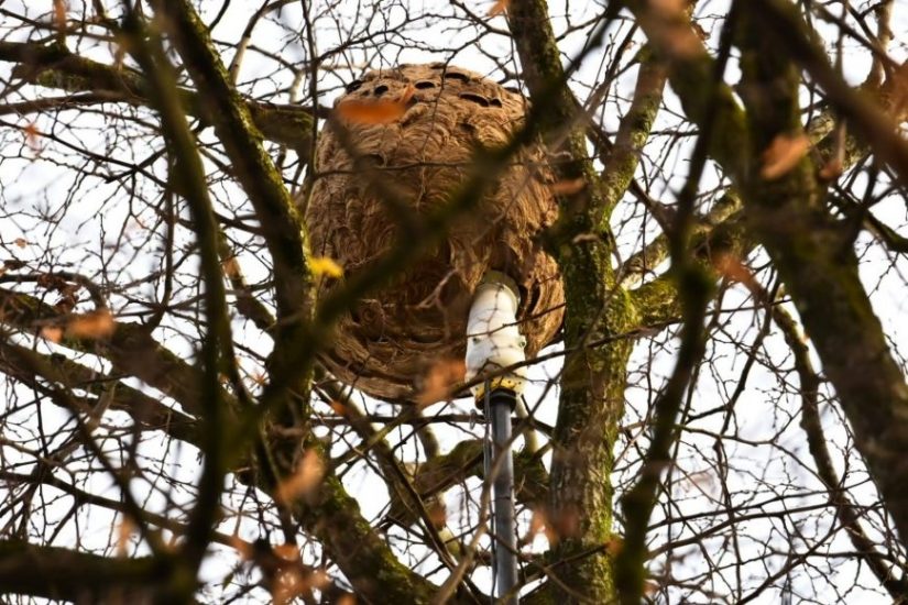 lutte-nid-frelon-asiatique-france