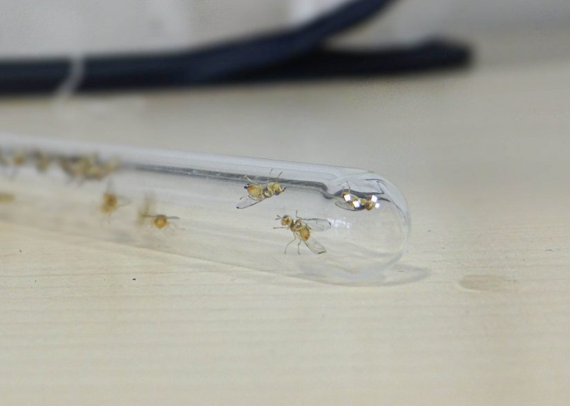 mouche-olive-ravageur-olivier