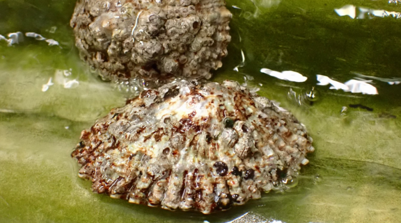 
Warning: Undefined variable $attachment_meta in /home/marcelldev/www/wp-content/themes/marcelle-new/single.php on line 64

Warning: Trying to access array offset on value of type null in /home/marcelldev/www/wp-content/themes/marcelle-new/single.php on line 64
