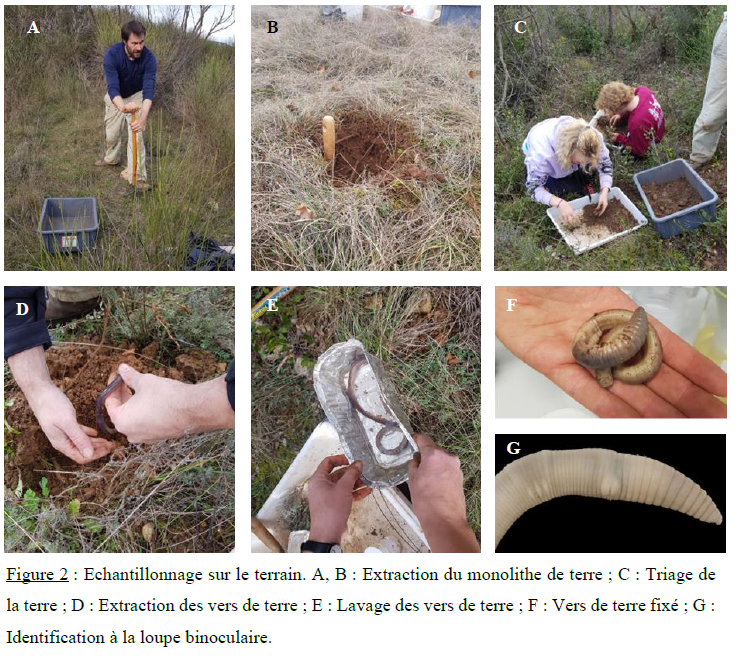 Identification des vers de terre