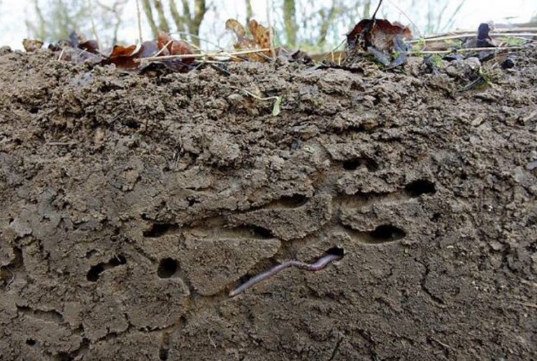 première bio masse animale