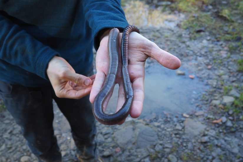 « Sans ver de terre, il n’y a plus d’humain « 2