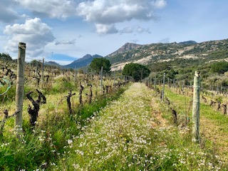 Le vignoble corse, toujours plus éco-responsable 4