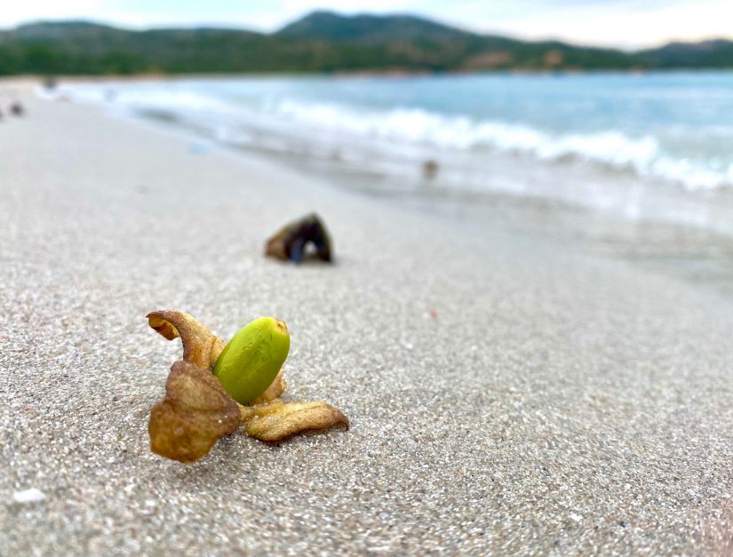 Posidonie : la replanter… mais surtout la préserver 1