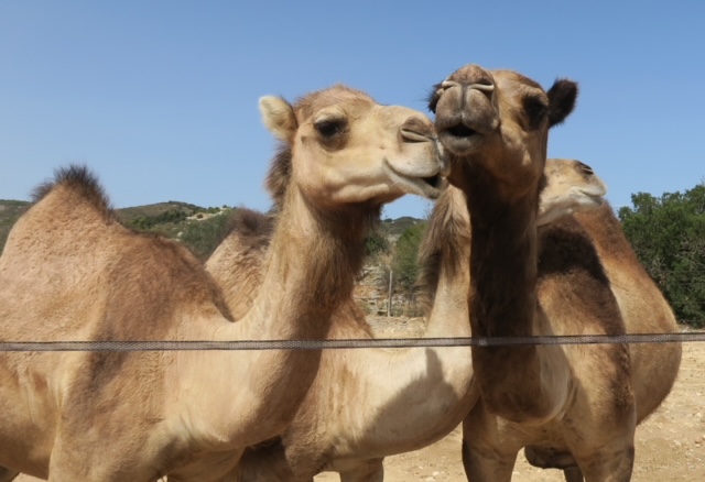Le dromadaire a une sacrée bosse écolo 1
