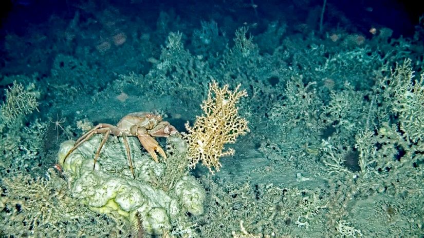 coraux-bretagne-observatoire-marley