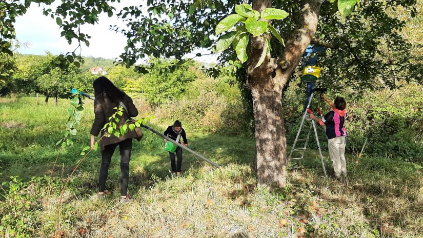 Cueillettes Aux arbres citoyens ! anti-gaspi et solidaires 1