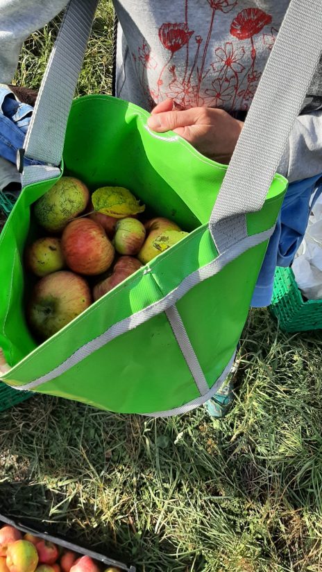 Cueillettes Aux arbres citoyens ! anti-gaspi et solidaires 3