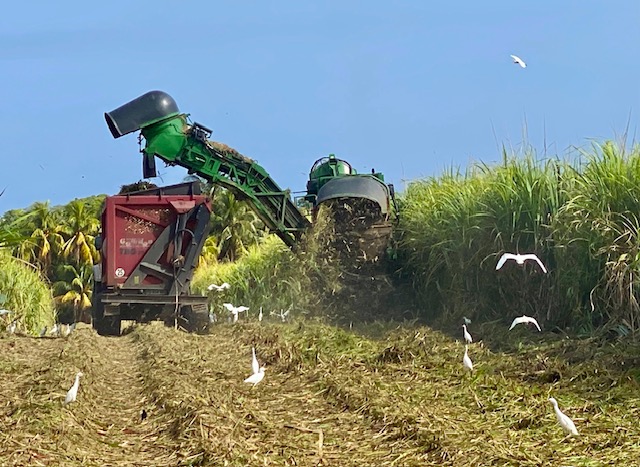 Dans le jardin d’Edden des rhums JM 5