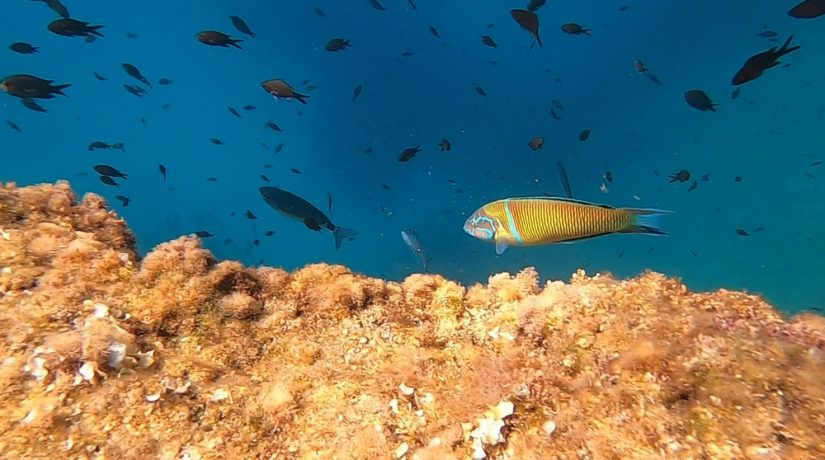 
Warning: Undefined variable $attachment_meta in /home/marcelldev/www/wp-content/themes/marcelle-new/single.php on line 64

Warning: Trying to access array offset on value of type null in /home/marcelldev/www/wp-content/themes/marcelle-new/single.php on line 64
