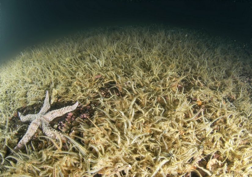 espions-oceans-science-participative