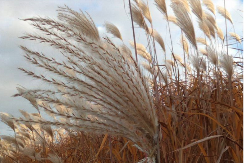 Le miscanthus, chauffage écolo d'une commune alsacienne 1