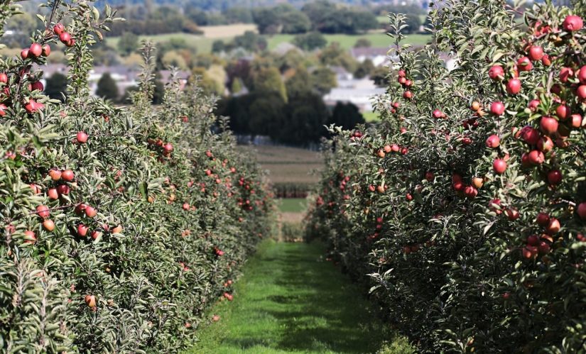 cantina-glanade-producteur-antigaspi