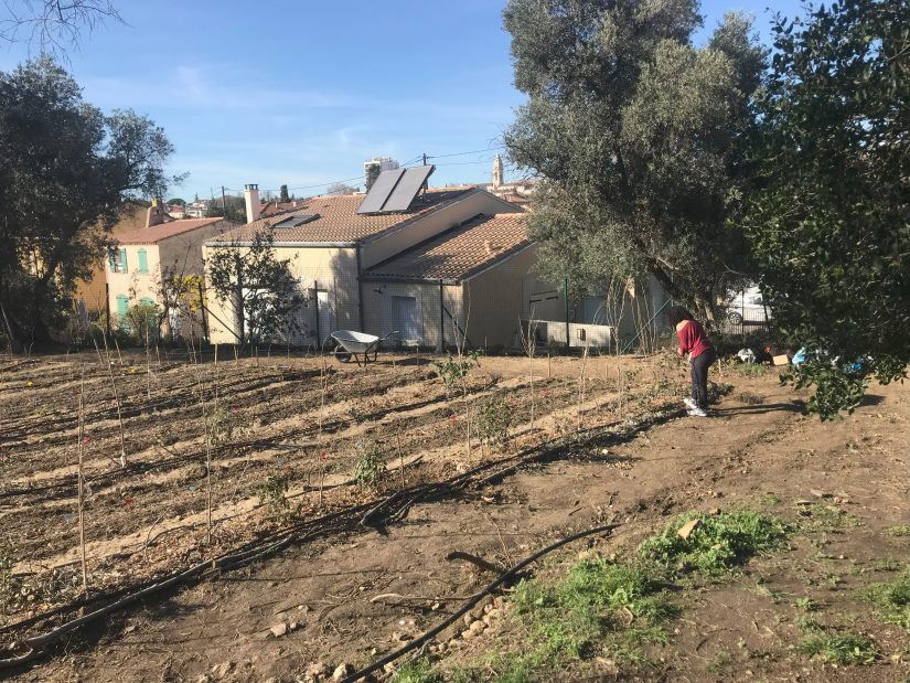 Un premier verger urbain participatif et scientifique 2