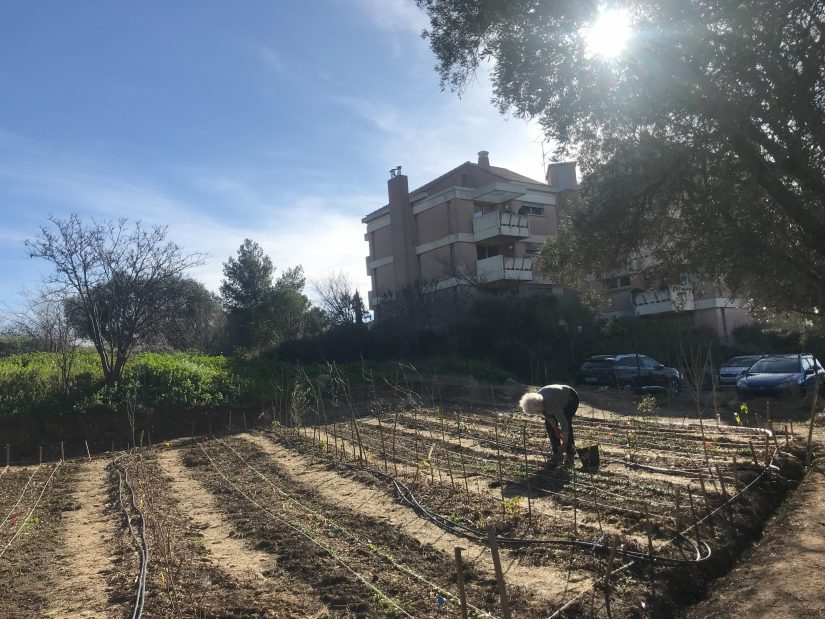 Un premier verger urbain participatif et scientifique 3