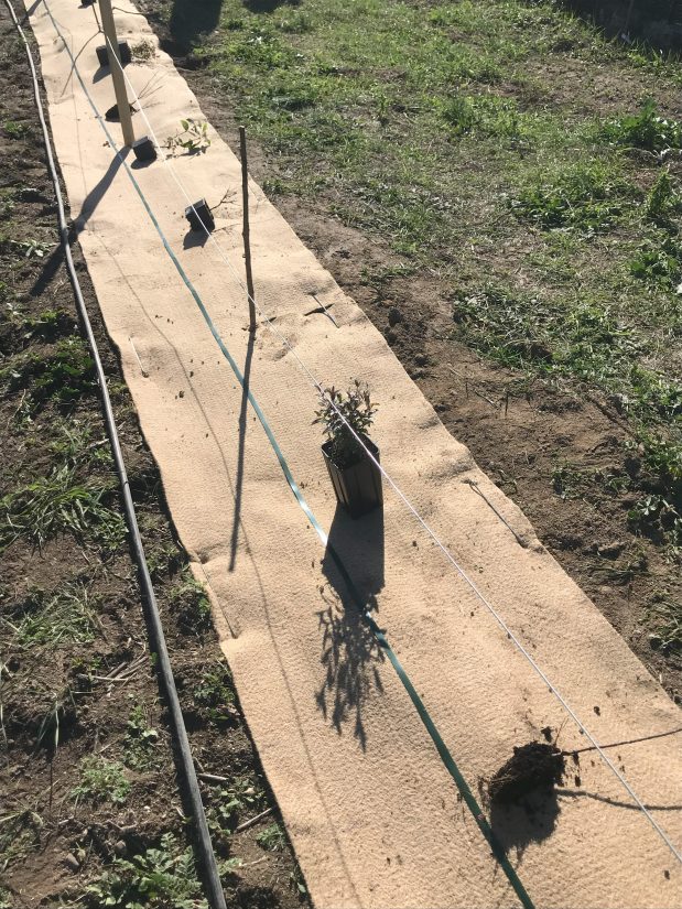 Un premier verger urbain participatif et scientifique 5