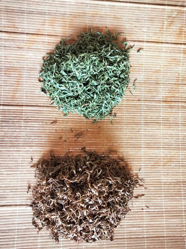 Ils cultivent du thé en France (et pourquoi pas !) 4