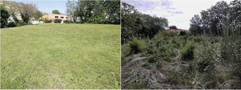 Re-naturer les villes... pour les sauver ? 1