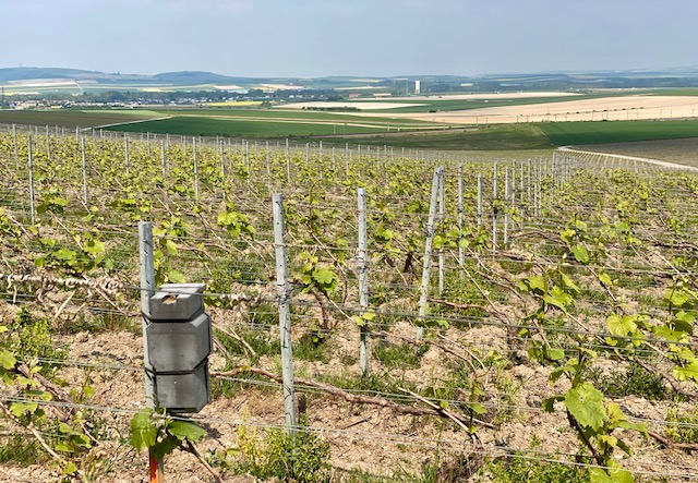 Des arbres dans les vignes de Ruinart 5