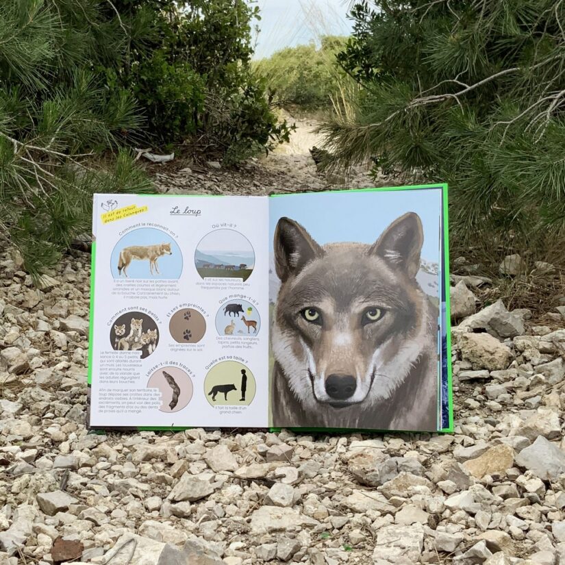 loup-calanques-petit-gabian