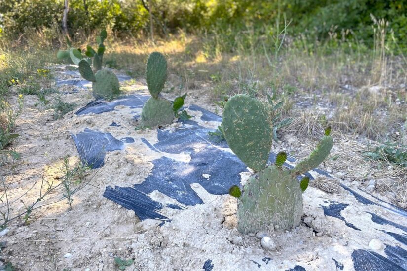 culture-resistante-changement-climatique-provence