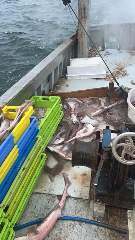 Le capitaine Alexandre livre sa pêche aux restaurants de Romain Petit environ deux fois par semaine.