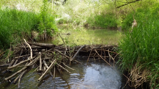 Et si le castor, allié de l’environnement, revenait en Ariège ? 2