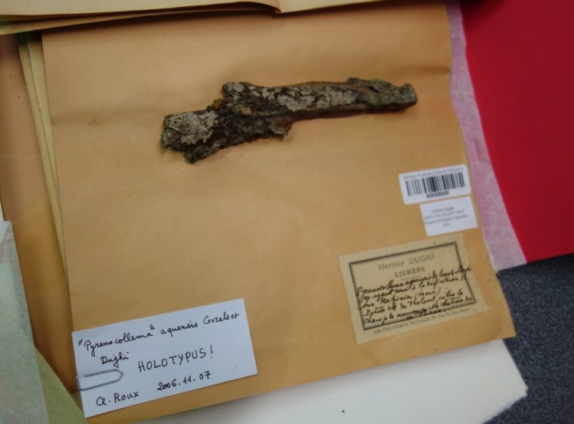 lichen-temoin-pollution-atmospherique