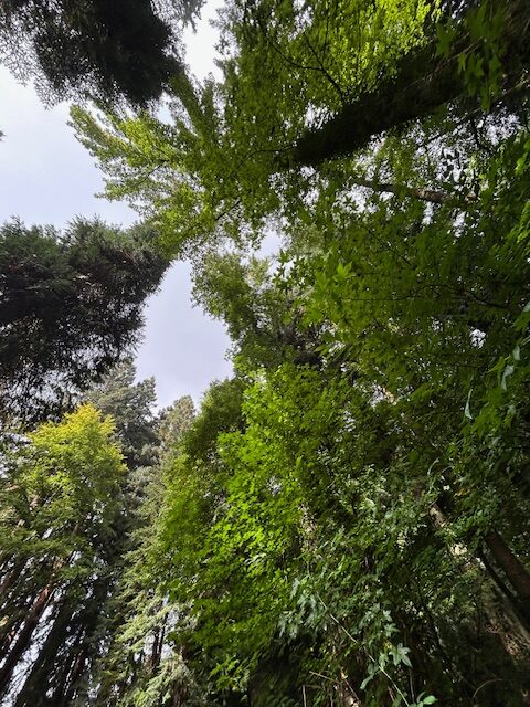 Dix ans de mécénat Martell pour un arboretum du Limousin 5