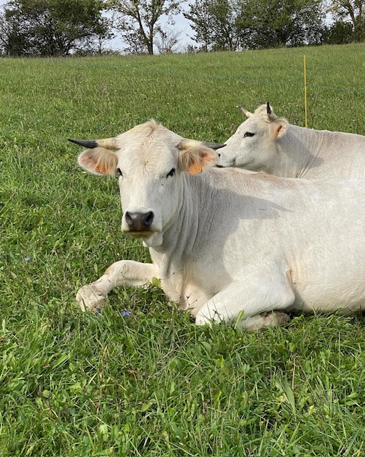 Reconversion agricole : du berceau au bercail 2
